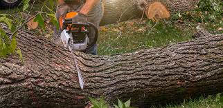 Trusted Jay, OK Tree Services Experts
