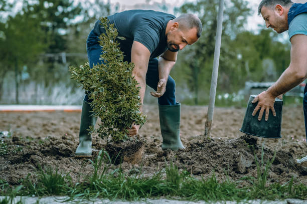 Best Sod Installation  in Jay, OK