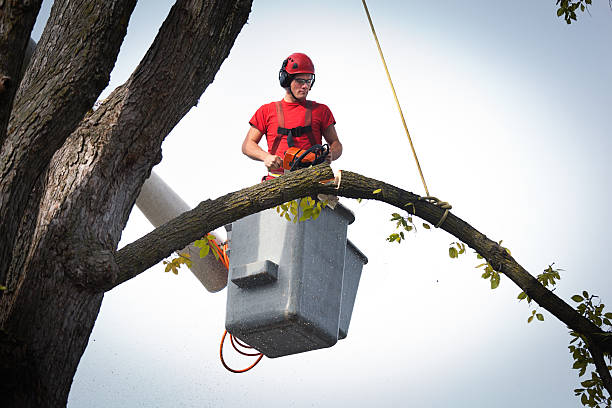 Best Tree Mulching  in Jay, OK
