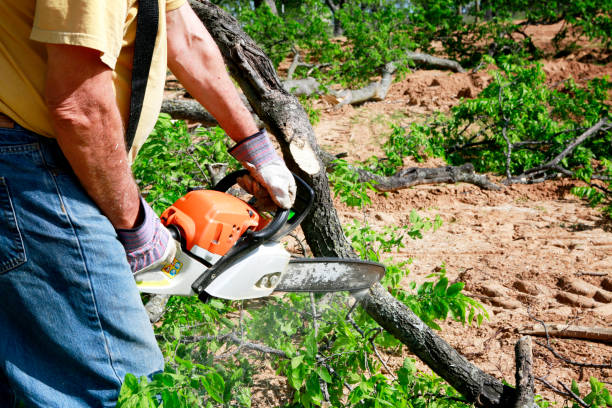 Best Hazardous Tree Removal  in Jay, OK